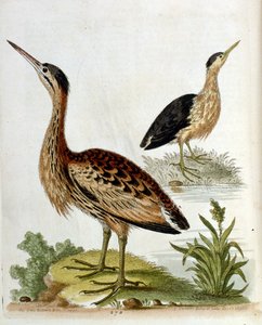 Ilustración en acuarela de un libro de aves raras de G Edwards 1750. George Edwards (1694-1773) fue un naturalista y ornitólogo británico. Viajó mucho por Europa, estudiando la historia natural y las aves en particular. Obtuvo cierto reconocimiento