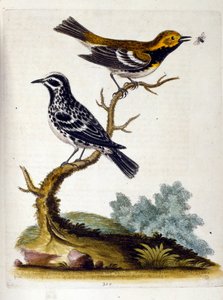 Ilustración en acuarela de un libro de aves raras de G Edwards 1750. George Edwards (1694-1773) fue un naturalista y ornitólogo británico. Viajó mucho por Europa, estudiando la historia natural y las aves en particular. Obtuvo cierto reconocimiento