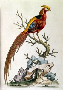 Ilustración en acuarela de un libro de aves raras de G Edwards 1750. George Edwards (1694-1773) fue un naturalista y ornitólogo británico. Viajó mucho por Europa, estudiando la historia natural y las aves en particular. Obtuvo cierto reconocimiento