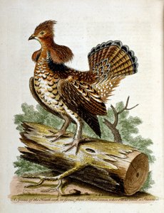  de George Edwards