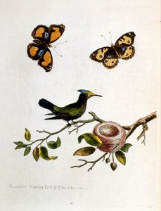  de George Edwards