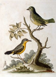 Ilustración en acuarela de un perezoso de tres dedos por G Edwards 1758. George Edwards (1694-1773) fue un naturalista y ornitólogo británico. Viajó mucho por Europa, estudiando la historia natural y las aves en particular. Obtuvo cierto reconocimiento de George Edwards