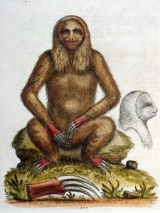 Ilustración en acuarela de un perezoso de tres dedos por G Edwards 1758. George Edwards (1694-1773) fue un naturalista y ornitólogo británico. Viajó mucho por Europa, estudiando la historia natural y las aves en particular. Obtuvo cierto reconocimiento de George Edwards