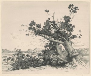 Cedros del desierto, Nuevo México de George Elbert Burr