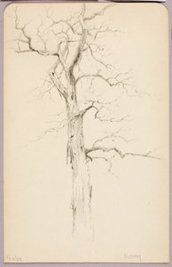 Hickory