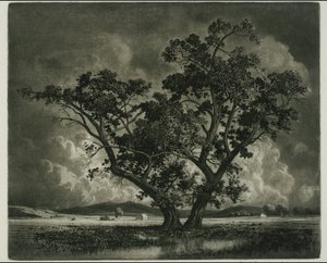 Old Cottonwoods, Colorado de George Elbert Burr