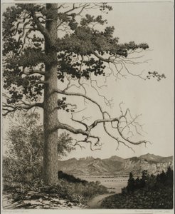 Old Pine, Parque Estes de George Elbert Burr