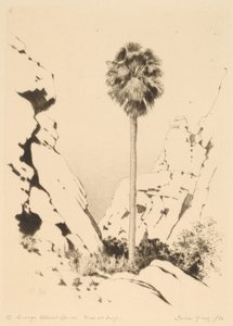 Cañón de palmeras (n.º 1)