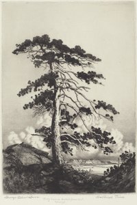 Pino centinela de George Elbert Burr