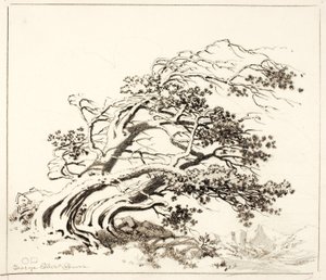 Boceto de Pinos al viento, Estes Park de George Elbert Burr