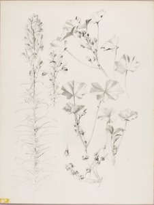 Sin título (Estudio botánico) de George Elbert Burr