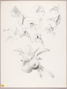Sin título (Estudio botánico) de George Elbert Burr