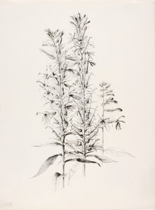 Sin título (Flor cardenalicia, Lobelia cardinalis) de George Elbert Burr