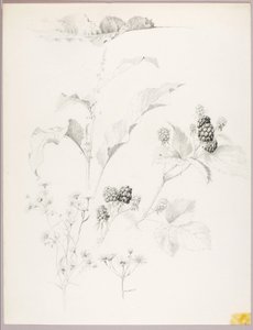 Sin título (Margaritas y moras) de George Elbert Burr