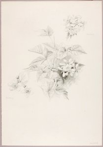 Sin título (Dewberry y Blackberry) de George Elbert Burr