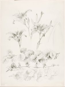Sin título (Lirios y hiedra terrestre) (Glecoma Hederacea) de George Elbert Burr