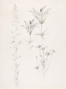 Sin título (Lirio, Margarita, Hibisco) de George Elbert Burr