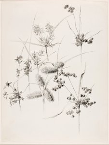 Sin título (Sedge Grasses) de George Elbert Burr