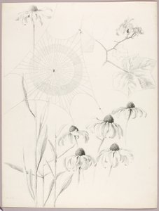 Sin título (Tela de araña y margaritas) de George Elbert Burr