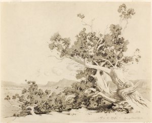 Sin título (Estudio para Old Cedars, Nuevo México) de George Elbert Burr