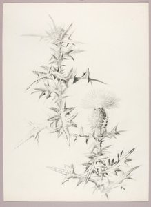 Sin título (Cardo) de George Elbert Burr