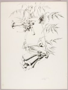 Sin título (Enredadera de trompeta) de George Elbert Burr