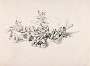 Sin título (vid trompeta, Campsis Radicans) de George Elbert Burr