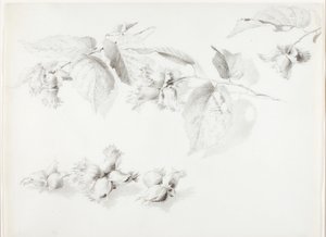 Sin título (Avellano silvestre, Corylus americana)