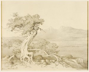Sin título (dibujo de transferencia para Old Cedars y Spanish Peaks) de George Elbert Burr