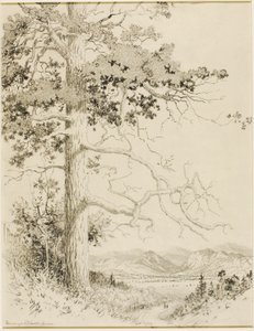 Sin título (dibujo de transferencia para Old Pine, Estes Park) de George Elbert Burr