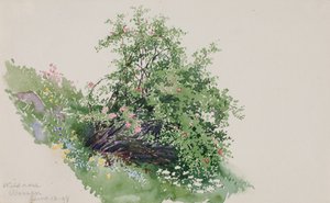 Rosa silvestre, Wassen