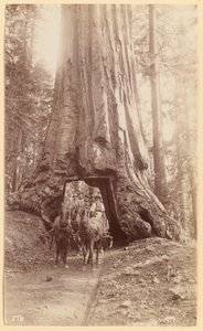 Wawona. mostrando etapa en el árbol (diámetro, 30 pies). Mariposa Grove. de George Fiske