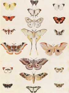 Lepidópteros de Natal y del país zulú