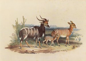 El Nyala de George French Angas