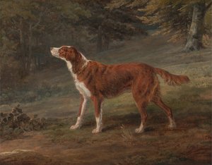 Ranger, un setter, propiedad de Elizabeth Gray de George Garrard
