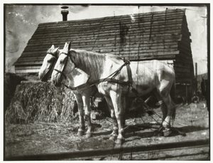 Caballos en el Cruquiusweg