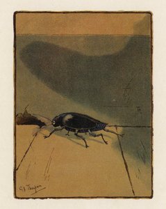 El escarabajo (litografía en color) de George Henry Thompson
