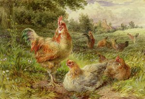 Aves de China de Cochin de George Hickin