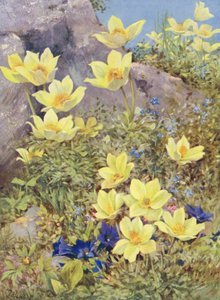Anemone sulphurea y Gentiana excisa pintadas directamente en los campos a finales de mayo (litografía en color) de George Jackson Flemwell