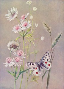Astrantia mayor, La menor y la mariposa Apolo (litografía en color)