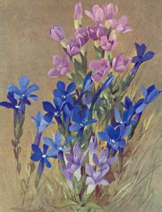 Gentiana campestris y Gentiana bavarica (litografía en color)