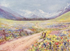 Prados de junio de Salvia, Lychnis, etc, en el Val Ferret, justo antes de llegar al pueblo de Praz de Fort (litografía en color). de George Jackson Flemwell