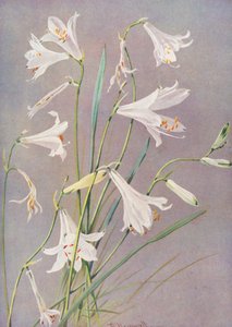 Paradisia Liliastrum, el Lirio del Paraíso o de San Bruno (litografía en color) de George Jackson Flemwell