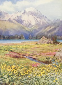 Los campos altos de Champex a principios de junio, con el Grand Combin a lo lejos (litografía en color) de George Jackson Flemwell