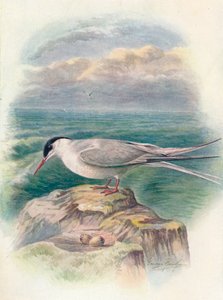 Charrán ártico - Sterna macrura, c1910, 1910 de George James Rankin