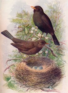 Mirlo - Turdus merula, c. 1910