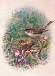 Curruca capirotada - Sylvia atricapilla, c. 1910, 1910 de George James Rankin