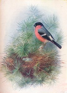 Camachuelo - Pyrrhua europaea, c1910, 1910 de George James Rankin