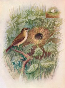 Mosquitero - Phylloscopus rufus, c1910, 1910 de George James Rankin