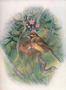 Escribano cerillo - Emberiza cirlus, c1910 de George James Rankin
